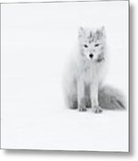 Arctic Fox Metal Print