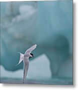 Arctic Tern In Flight Backdrop Iceberg Metal Print