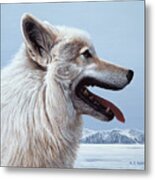 Arctic Wolf Portrait Metal Print