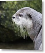 Asian Small-clawed Otter Metal Print