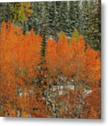 Aspen Flames Metal Print