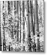 Aspen Trees Black And White Metal Print