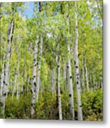 Aspen Trees In Colorado Metal Print
