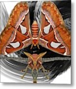 Black Swirl Atlas Moth Metal Print