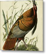 Audubon Wild Turkey Metal Print