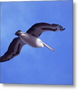 Australian Pelican Flying In Blue Sky Metal Print