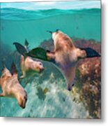 Australian Sea Lion Trio, Coral Coast, Australia Metal Print