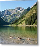 Austria, View Of Lake Vilsalpsee, Ducks Metal Print