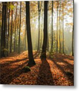 Autumn Forest In North Polandpomerania Metal Print