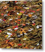 Autumn Leaves & Pitch Pine Needles Metal Print