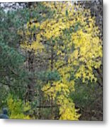 Autumn Transition 186 Metal Print