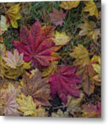 Autumn Under The Maple Tree Metal Print