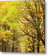Avenue Of Autumn Trees With Golden Leaves Metal Print