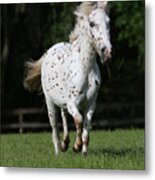 Ay3v1694 Pony Of America, Under The Son Farm, Fl Metal Print