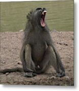 Baboon, Evidently A Male Metal Print