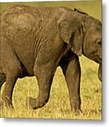 Baby Elephant Following The Herd On The Metal Print