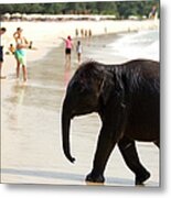 Baby Elephant On Beach At Ao Bang Thao Metal Print