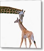 Baby Giraffe With Mother Metal Print