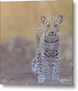 Baby Leopard With Blue Eyes Metal Print