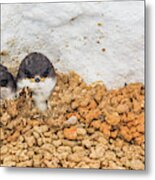 Baby Swallows In Nest Metal Print