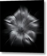 Backyard Flowers In Black And White 24 Flow Version Metal Print