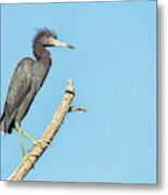 Bad Hair Day Heron Metal Print