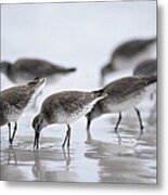 Bairds Sandpipers, Calidris Bairdii Metal Print