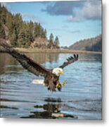 Bald Eagle Fishing In Sadie Cove Metal Print