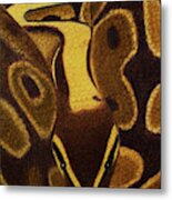 Ball Python Snake Metal Print