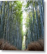 Bamboo Forest, Kyoto, Japan Metal Print