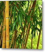 Bamboo Forest Metal Print