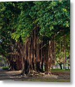 Banyan Trees In St. Petersburg, Florida Metal Print