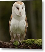 Barn Owl Captive Owl Metal Print