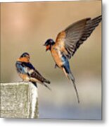 Barn Swallow Conversation Metal Print