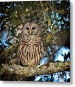 Barred Owl 1 Metal Print