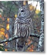 Barred Owl 10 Metal Print