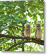 Barred Owl Couple In Trees Metal Print
