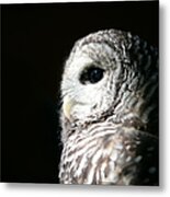 Barred Owl Metal Print