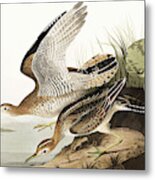 Bartram Sandpiper, Bartramia Longicauda By Audubon Metal Print