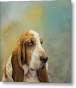 Basset Hound Metal Print