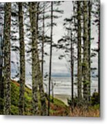 Beach Trees Metal Print