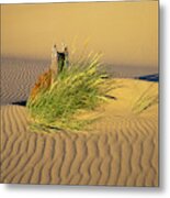 Beachgrass And Ripples Metal Print