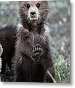 Bear Cub, Stretching Paw Forward Metal Print