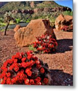 Beautiful Cacti Blooms In Zion Np Metal Print