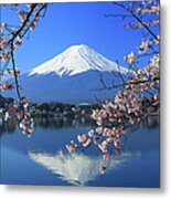 Beautiful Cherry Blossoms With Mount Metal Print