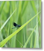 Beautiful Demoiselle Damselfly On Green Metal Print