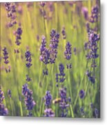 Beautiful Field Of Lavender Flowers Metal Print