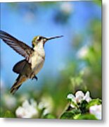 Beautiful Hummingbird In Flight Metal Print
