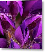 Beautiful Purple Lupin Flower Close Up With Waterdrops Metal Print