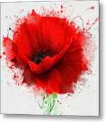 Beautiful Red Poppy Closeup On A White Metal Print